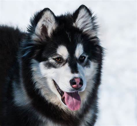 Siberian malamute cross. Things To Know About Siberian malamute cross. 